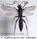 n° 1595 - Coelichneumon erythromerus var. subrufus F - Lg. 15 mm. - Forum + Flickr.jpg