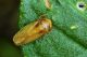 Cicadellidae-3a.jpg