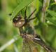 IMGP5283_Emerald_dragonfly_rescue_sm.JPG