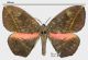 Acrojana splendida Rothschild, 1917rid.jpg