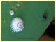 Coleottero predatore uova di Psilla su Eucalipto - 1,8 mm. - Anzio 5.7.2020 - (1).JPG