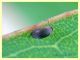 Coleottero predatore uova di Psilla su Eucalipto - 1,8 mm. - Anzio 5.7.2020 - (4).JPG