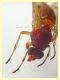 probabile Lauxaniidae 7 mm.  - Posta Fibreno FR - dal 3 al 8.9.2020 - (9).JPG