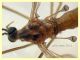 Austrolimnophila ochracea - testa-addome 10-11 mm. - Anzio 27.6.2021 - (9).JPG