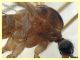 Austrolimnophila ochracea - testa-addome 10-11 mm. - Anzio 27.6.2021 - (7).JPG