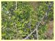 Capnodis cariosa e pianta ospite - Solfatara di Pomezia - 3.5.2022 - (7).JPG