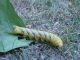 sfinge larva 2.jpg