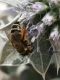 Andrena flavipes.jpg