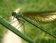 Calopteryx-2.jpg