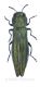 Agrilus sp_forum.jpg